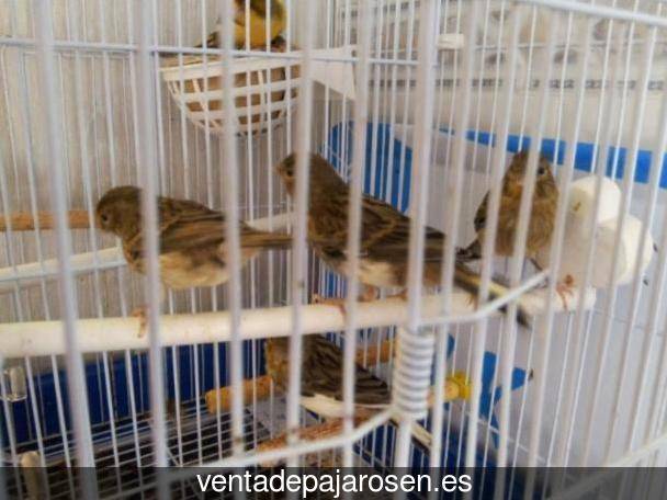 Criar canarios en Villaluenga del Rosario?
