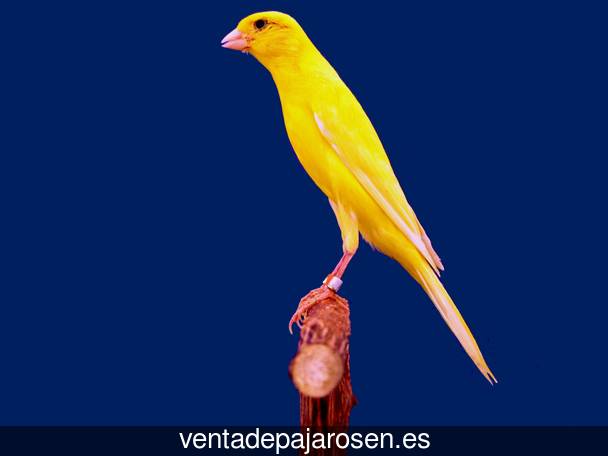 ¿Dónde comprar pajaros y canarios en Alhama de Murcia?