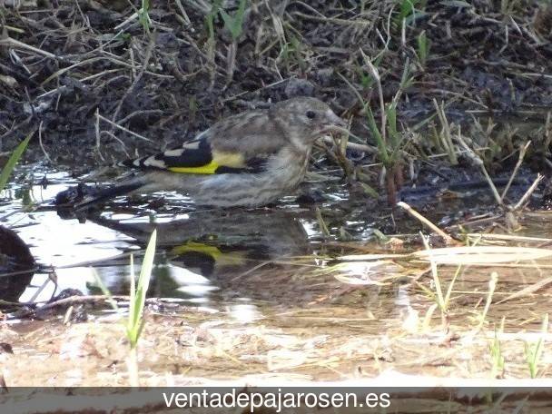 Criar canarios en Valdeprado del Río?