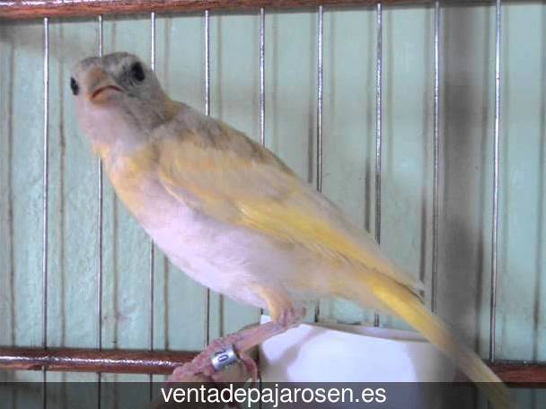 Tipos de pajaros en Puig?