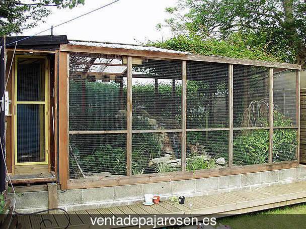 Tipos de pajaros en Xirivella?