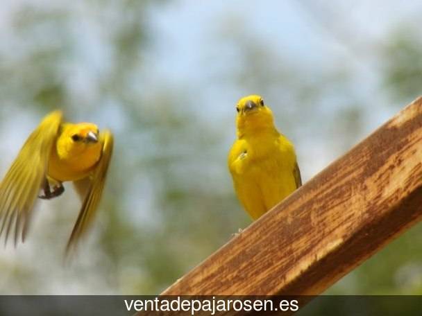 Criar canarios en Villaluenga de la Vega?