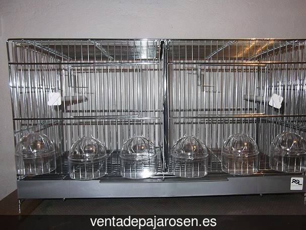 Cria de pajaros en casa Guadasequies?