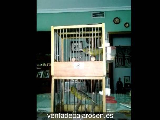 Cria de canarios en casa Morata de Jalón?