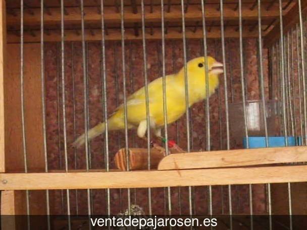 Cria de canarios en casa Villaverde del Río?