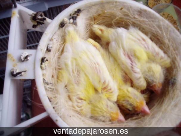 ¿Dónde comprar pajaros y canarios en Campillo de Arenas?