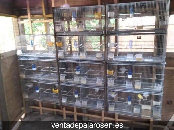 ¿Dónde comprar pajaros y canarios en Cardeñuela Riopico?