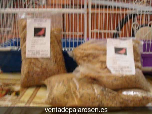 ¿Dónde comprar pajaros y canarios en Torremenga?