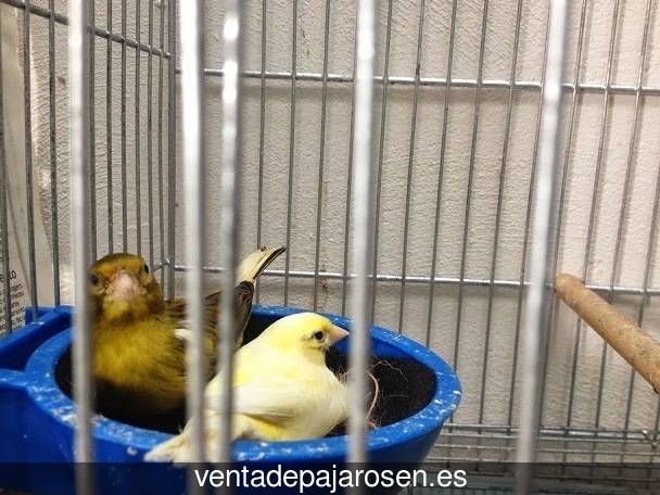 ¿Dónde comprar pajaros y canarios en Cintruénigo?