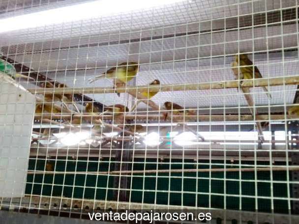 Criar canarios en Paniza?
