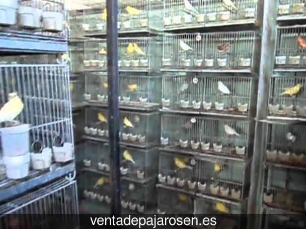 Criar canarios en Villaverde y Pasaconsol?