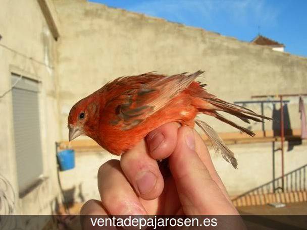 ¿Dónde comprar pajaros y canarios en Sant Joan dAlacant?