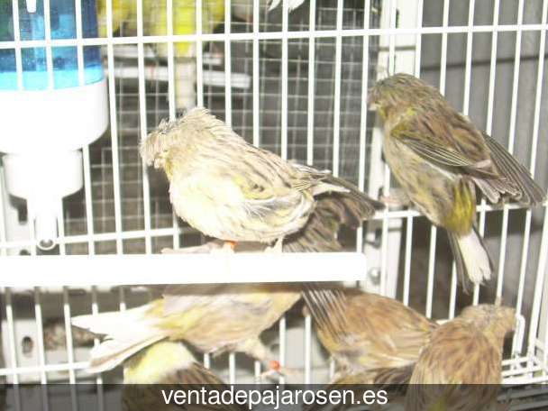 ¿Dónde comprar pajaros y canarios en Villares de Jadraque?