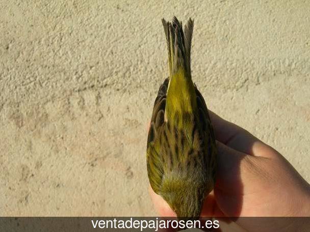 ¿Dónde comprar pajaros y canarios en Cerveruela?