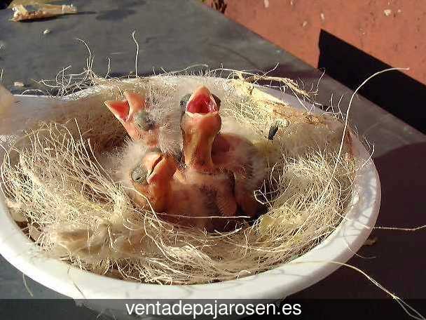 ¿Dónde comprar pajaros y canarios en Vadillo de la Guareña?