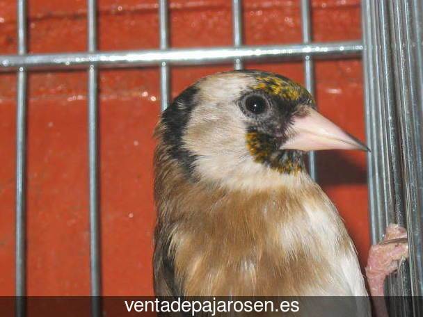 Criar pajaros en Tremp?