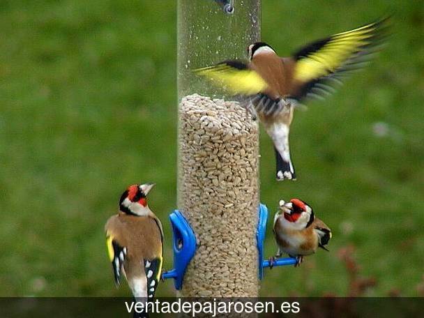 Criar pajaros en Carpio de Tajo?