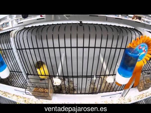 Criar pajaros en Villafranca de los Caballeros?