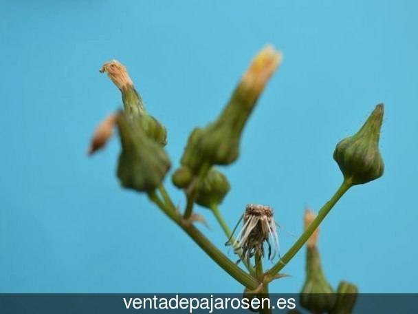 ¿Dónde comprar pajaros y canarios en Gallegos de Argañán?