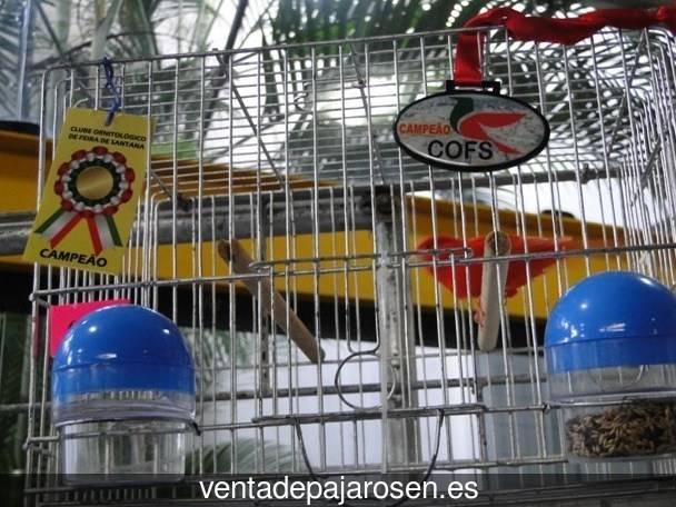 ¿Dónde comprar pajaros y canarios en Villar y Velasco?