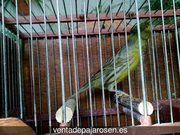 Criar canarios en Vilajuïga?