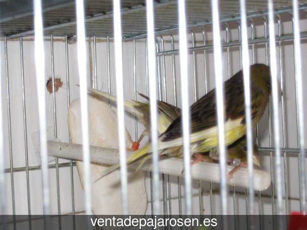 ¿Dónde comprar pajaros y canarios en Hinojales?