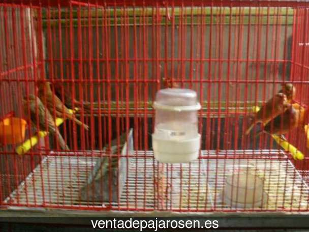 ¿Dónde comprar pajaros y canarios en Velascálvaro?