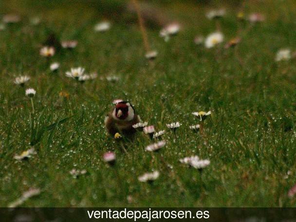 ¿Dónde comprar pajaros y canarios en Heras de Ayuso?