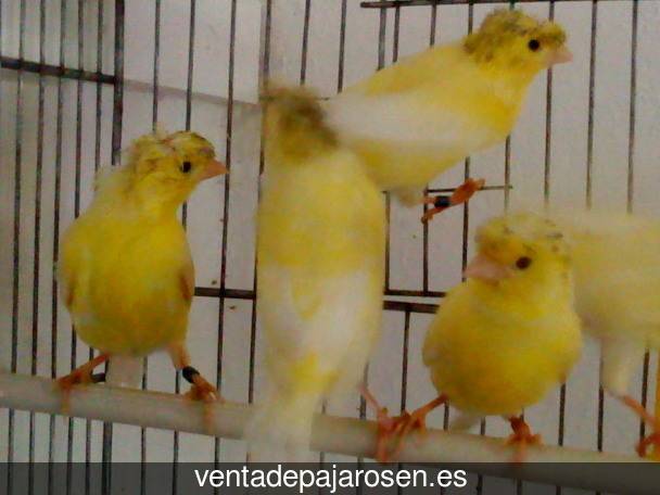 ¿Dónde comprar pajaros y canarios en Almoharín?