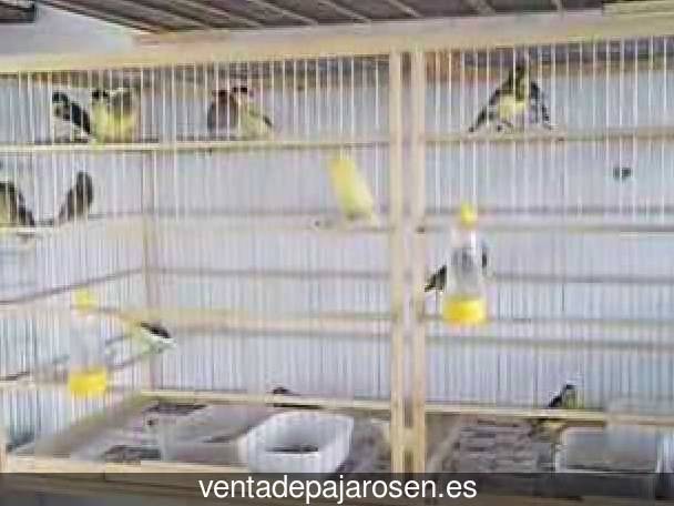 ¿Dónde comprar pajaros y canarios en Urrácal?