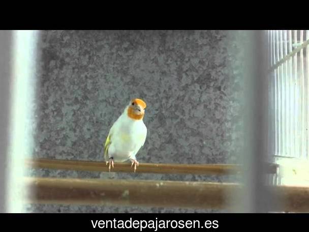 Criar pajaros en Aranda de Duero?