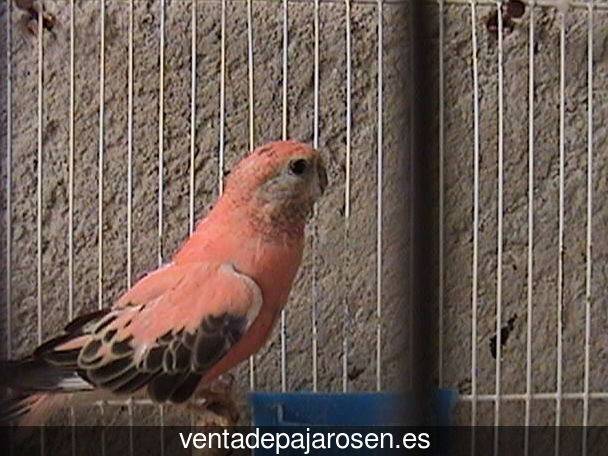 ¿Dónde comprar pajaros y canarios en Cerezo de Arriba?