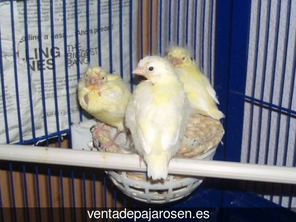 Criar pajaros en Albesa?