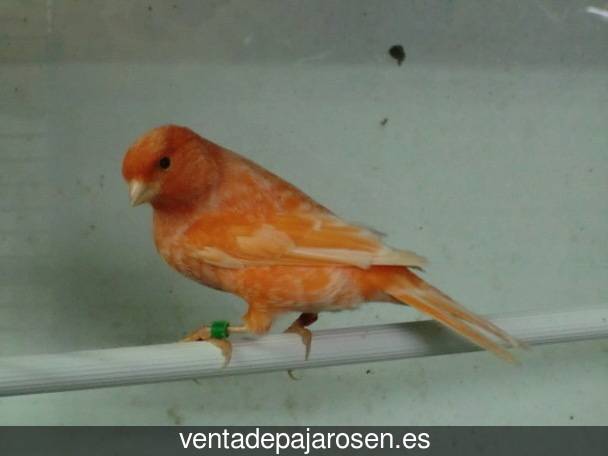 Criar pajaros en Valverdejo?