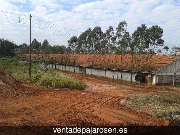 Criar pajaros en Gallipienzo?