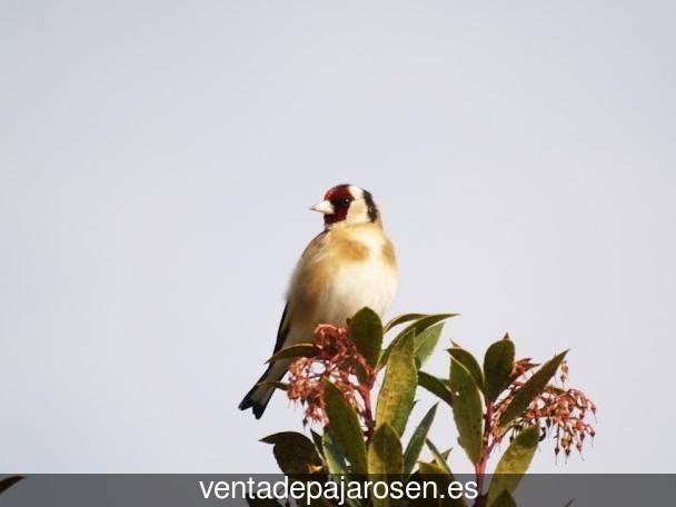 Criar pajaros en Jirueque?