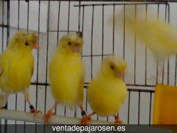 Criar pajaros en Alconchel?