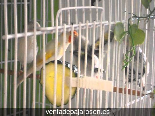 Criar canarios en Quintanar del Rey?