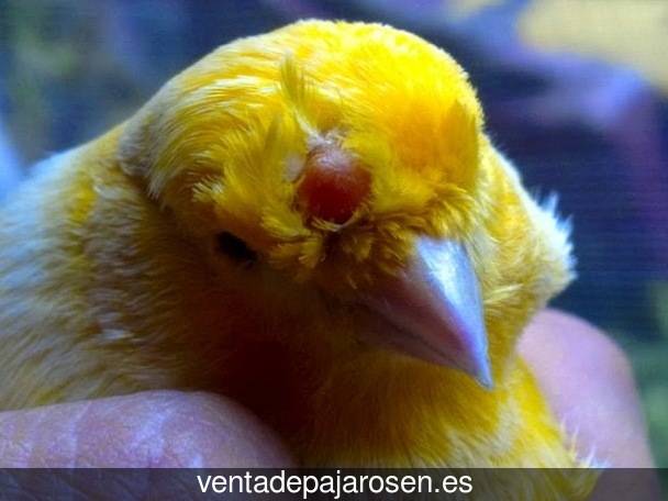 Criar pajaros en Poza de la Vega?