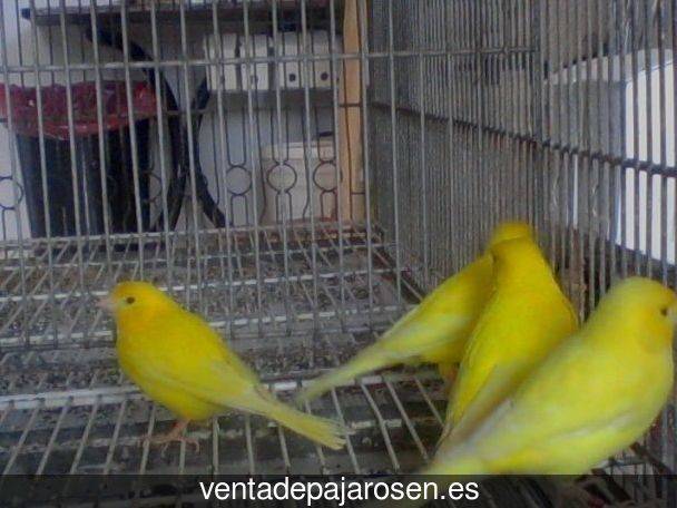 Criar pajaros en Escatrón?