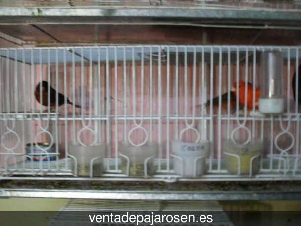 Clases de pajaros en Serrada?