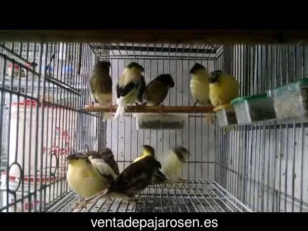 Clases de pajaros en Castejón de Valdejasa?