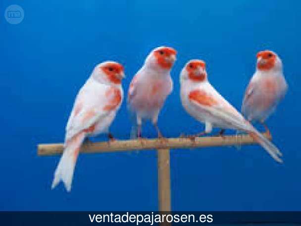 Tipos de pajaros en Doñinos de Ledesma?