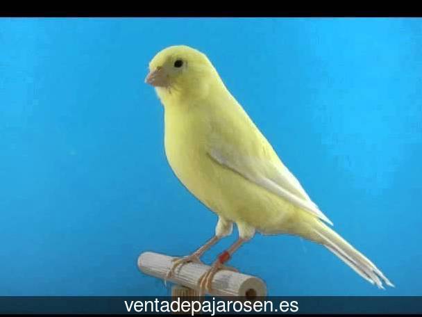 Tipos de pajaros en Mogarraz?