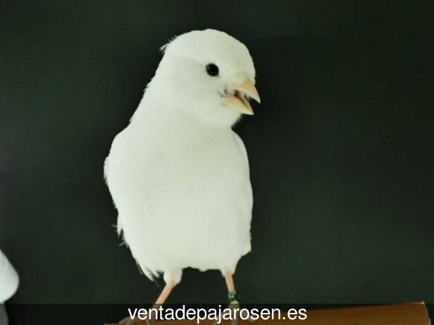 Clases de pajaros en Gea de Albarracín?