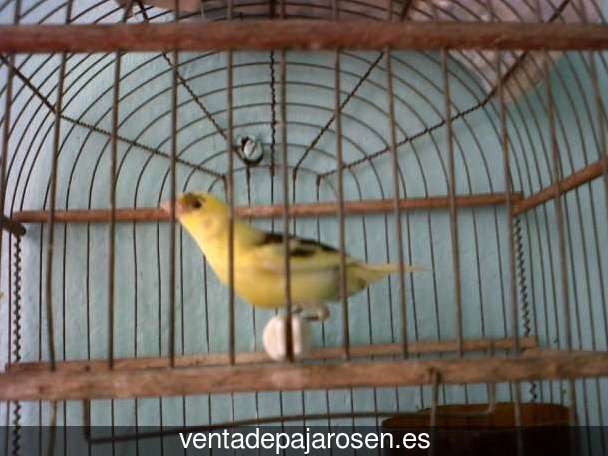 Tipos de pajaros en Algarra?