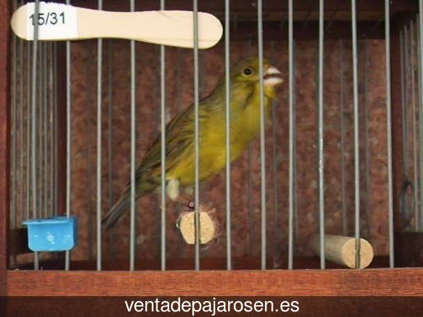 Clases de pajaros en Porriño?