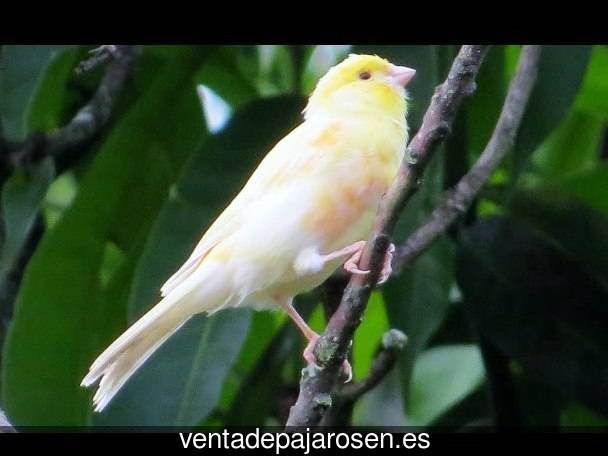 Tipos de pajaros en Torrecilla de la Orden?