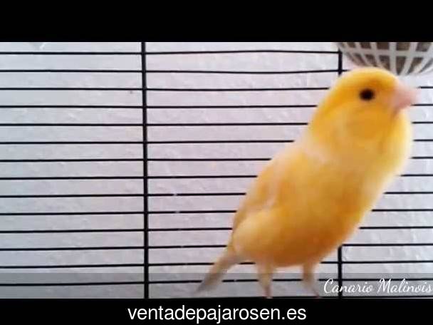 Clases de pajaros en Serrada?