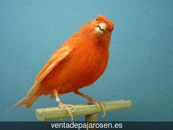 Tipos de pajaros en Sabero?